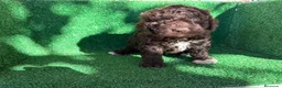 Perro de Agua Español perros en venta: perro de agua  - Anuncio 3