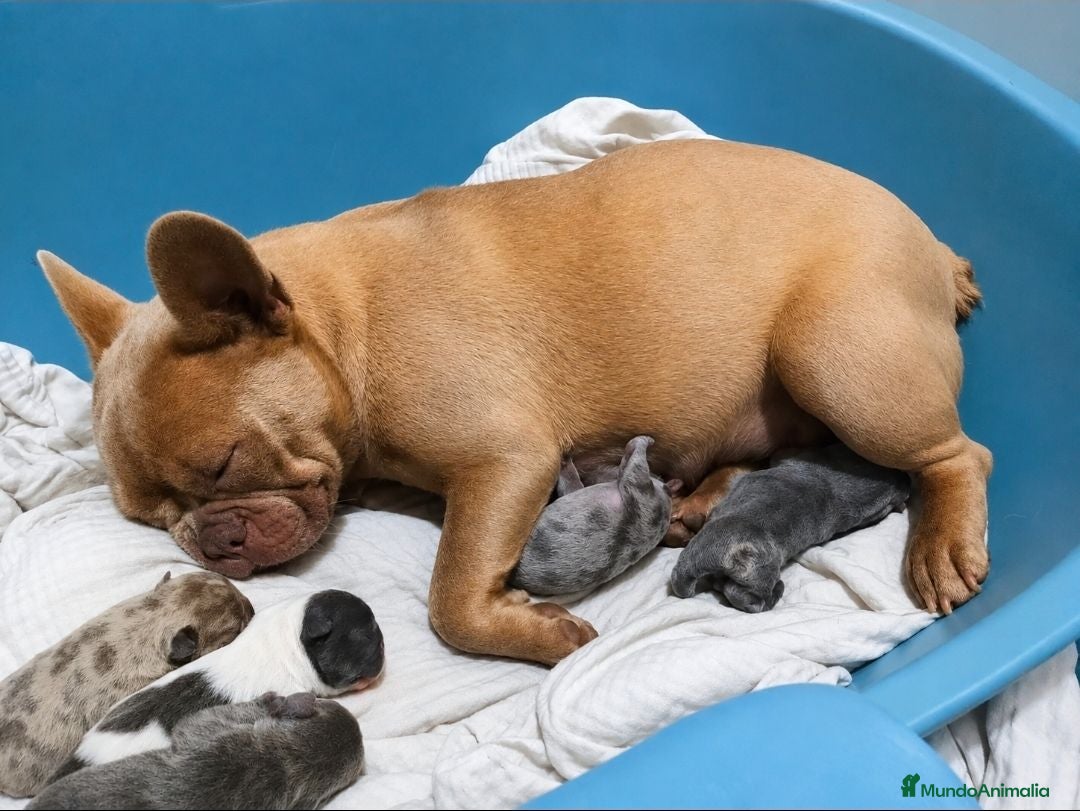 Bulldog Francés perros Bulldog francés  - Anuncio 2