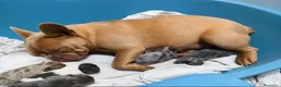 Bulldog Francés perros en venta: Bulldog francés  - Anuncio 1