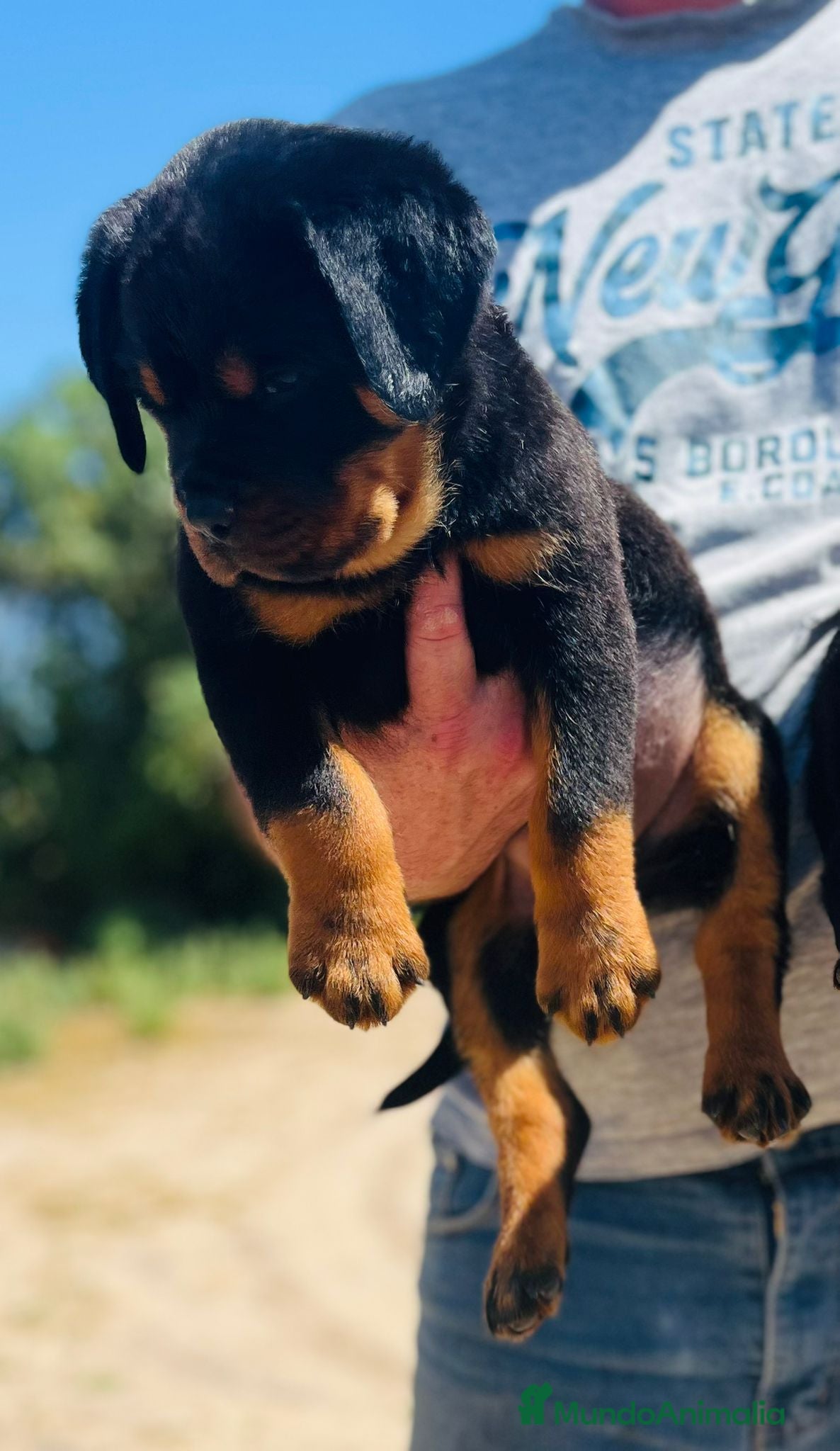 Rottweiler perros en venta: Rottweiler  - Anuncio 2