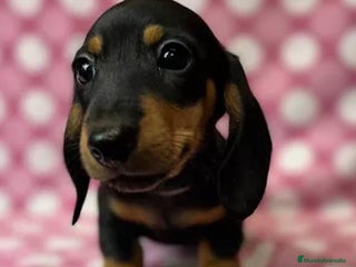 Teckel Miniatura perros - Anuncio 6