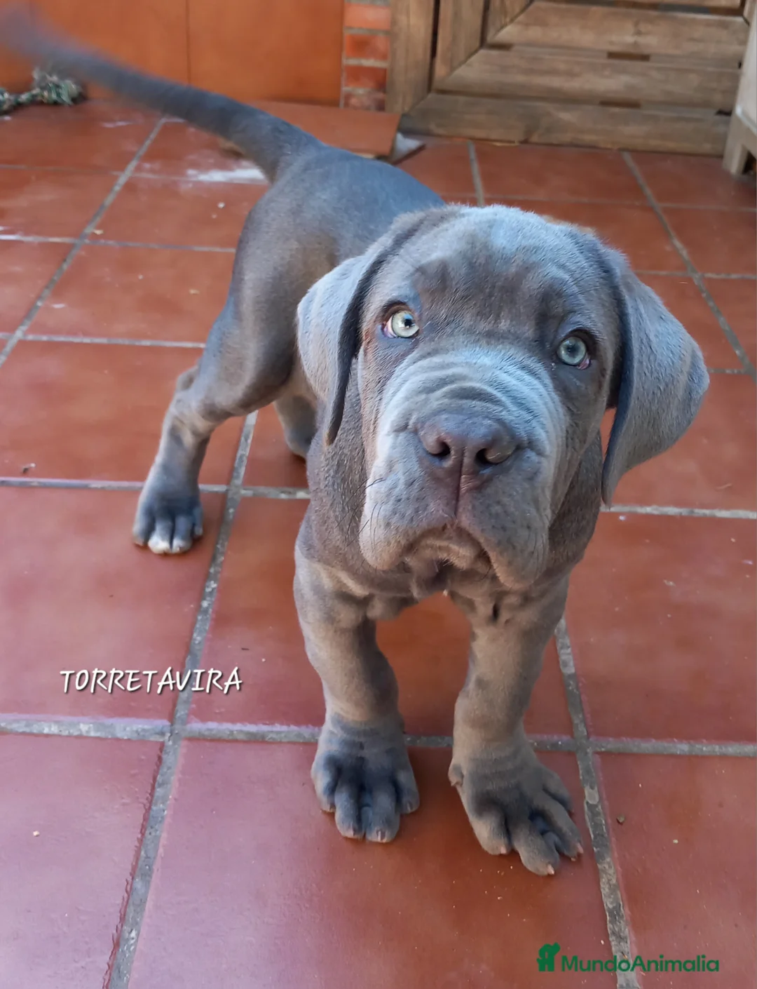 Mastín Napolitano perros en venta: Cachorrito precioso en Madrid - Anuncio 6