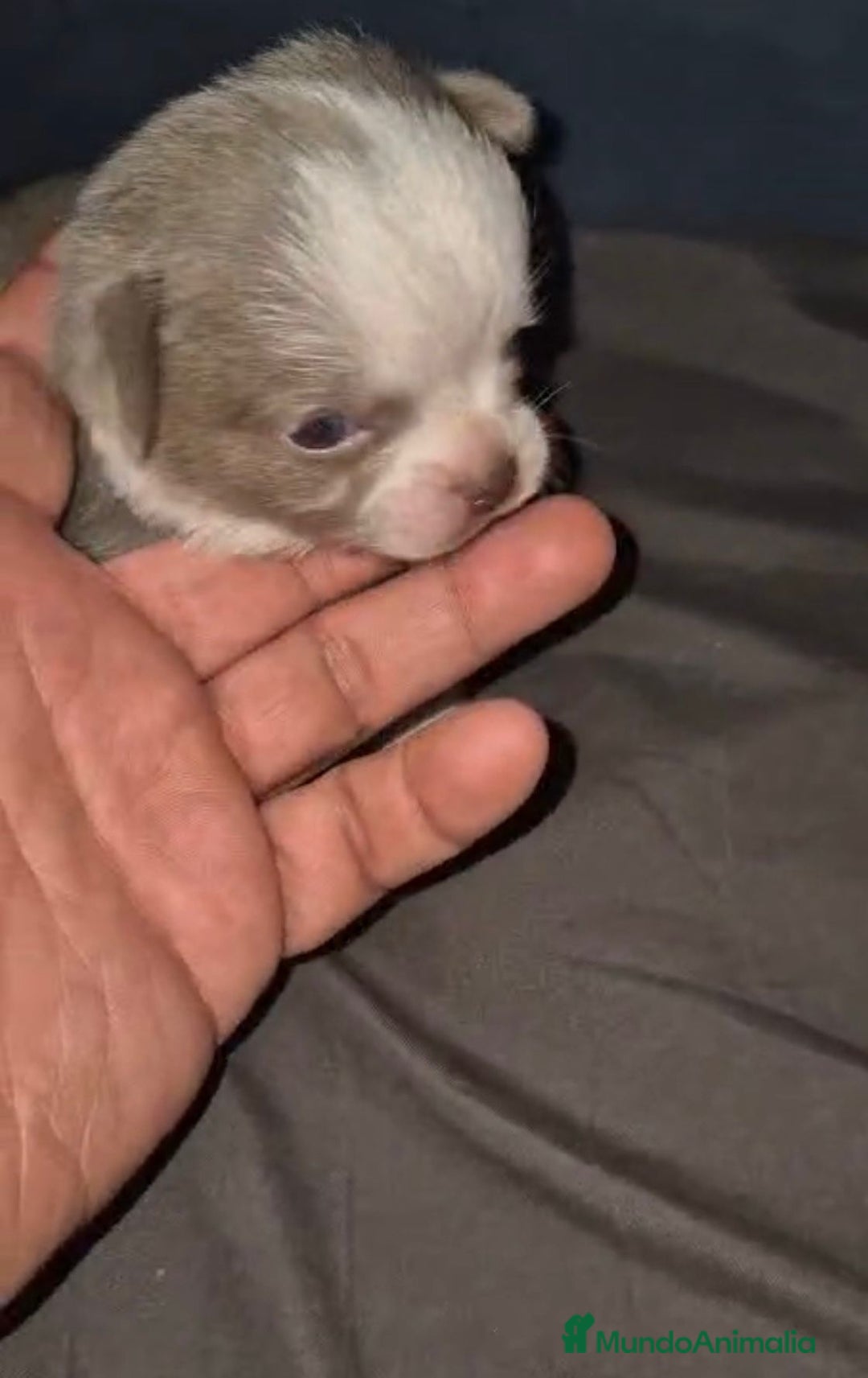 Chihuahua perros en venta: Chihuahuas cabeza manzana - Imagen 6