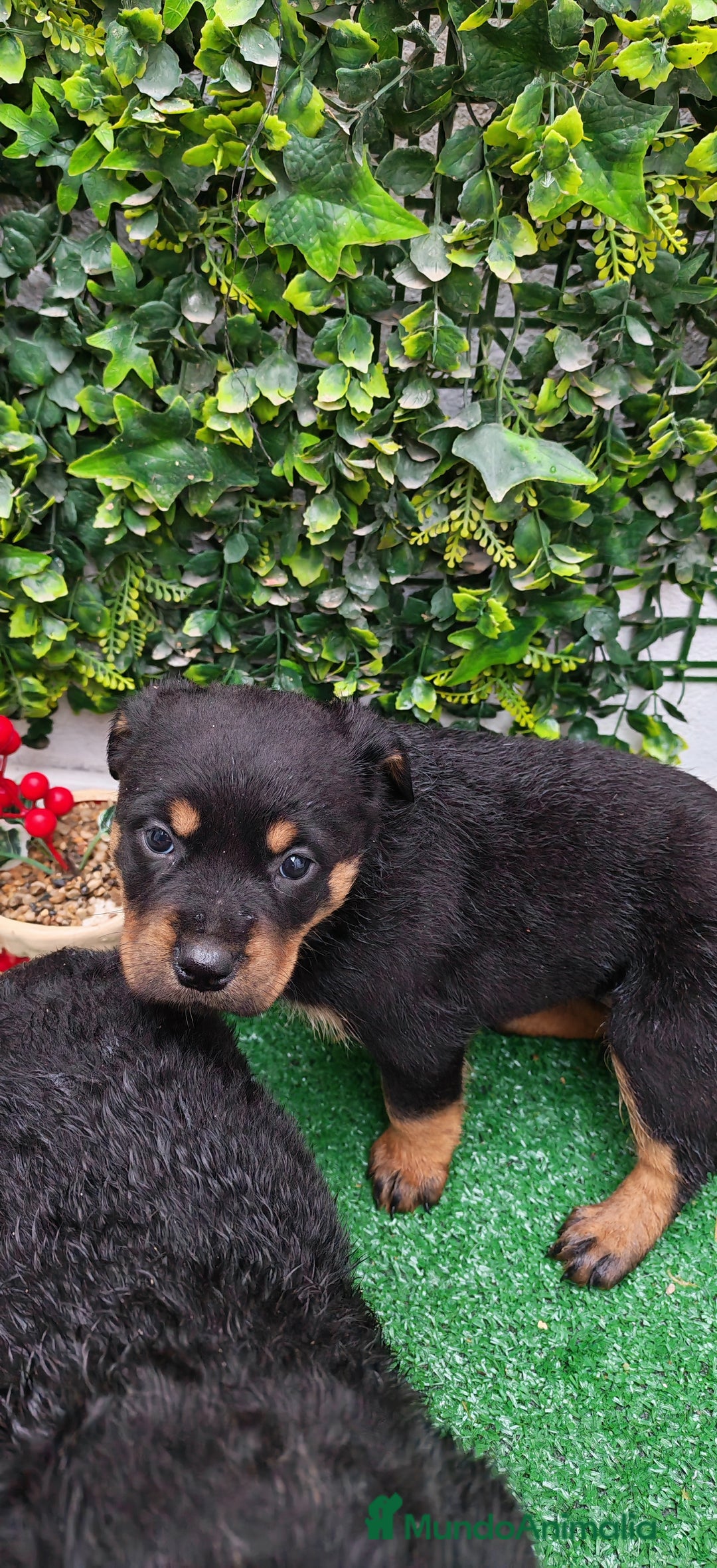 Rottweiler perros en venta: Camada de Rottwailer en Toledo - Anuncio 5