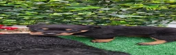 Rottweiler perros en venta: 2 Últimos machos de Rottwailer - Anuncio 5