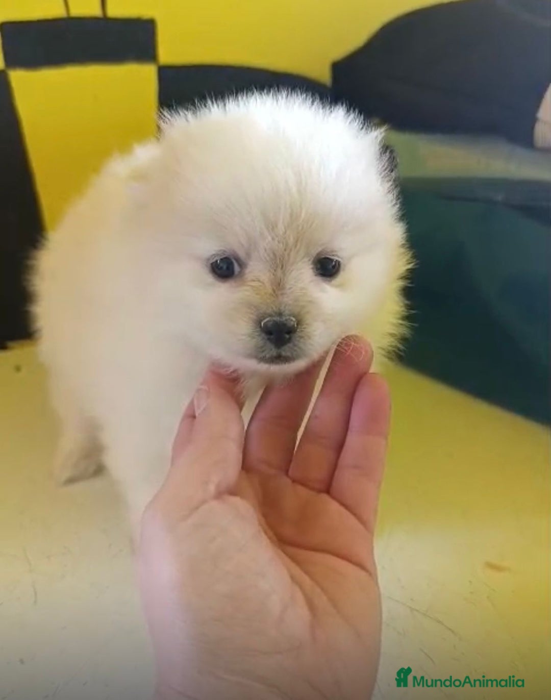 Pomerania perros en venta: Lulu pomerania toy  - Anuncio 15
