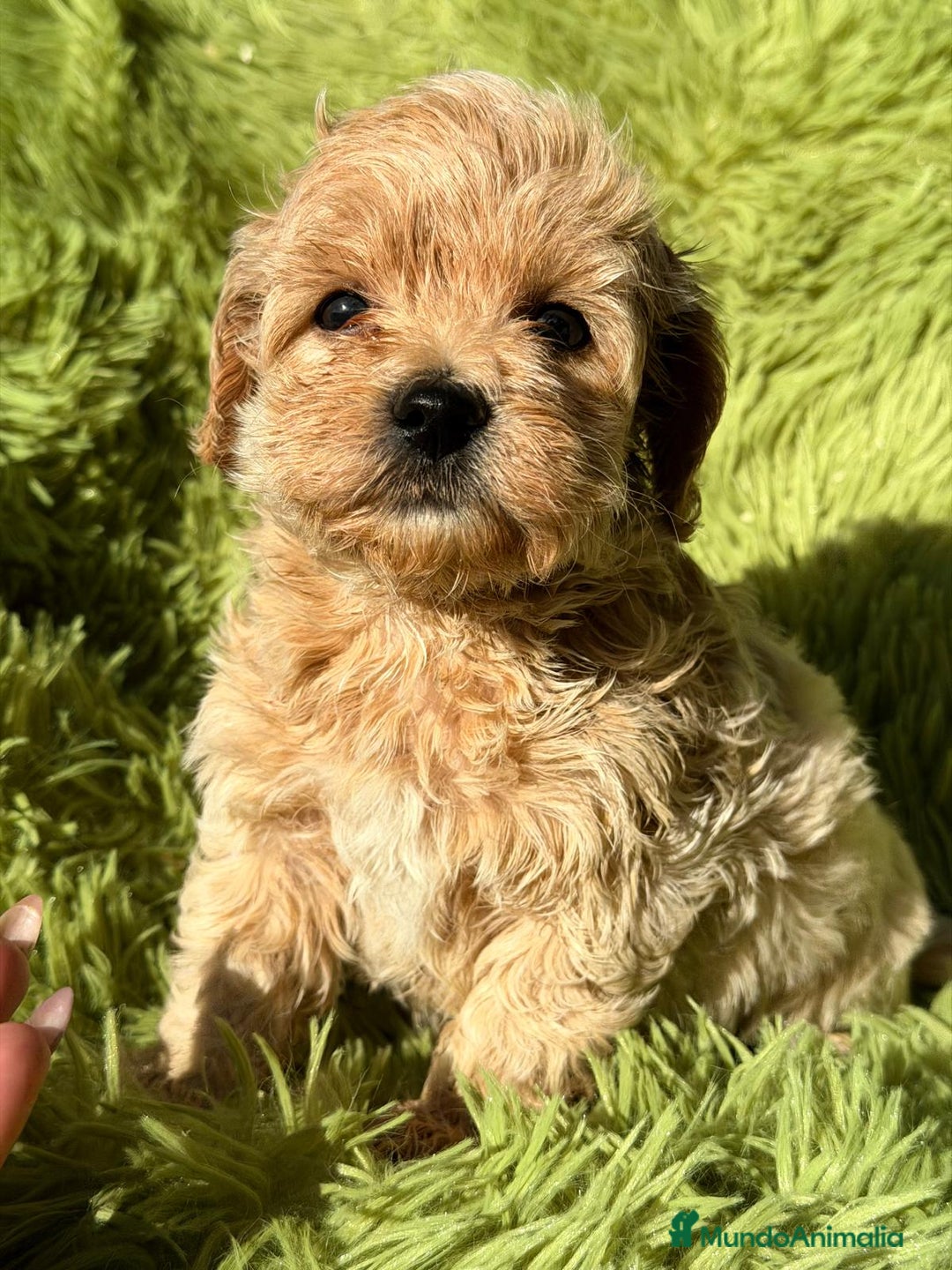 Maltipoo perros en venta: MALTIPOO - Anuncio 8