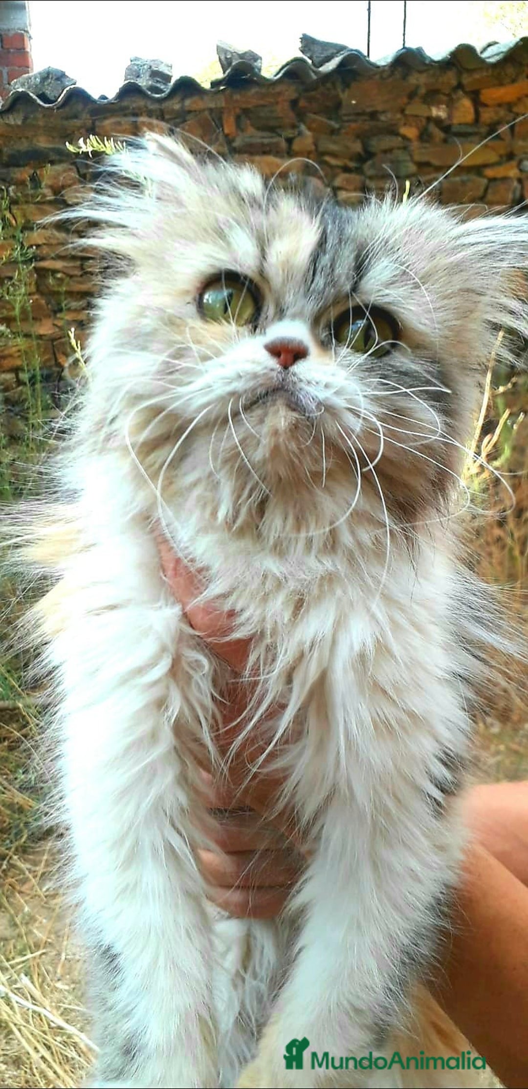 Persa gatos en venta: Gatita persa 2 años para compañia  - Imagen 1