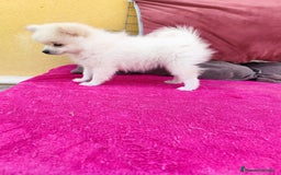 Pomerania perros en venta: Pomerania toy macho blanco  - Imagen 9