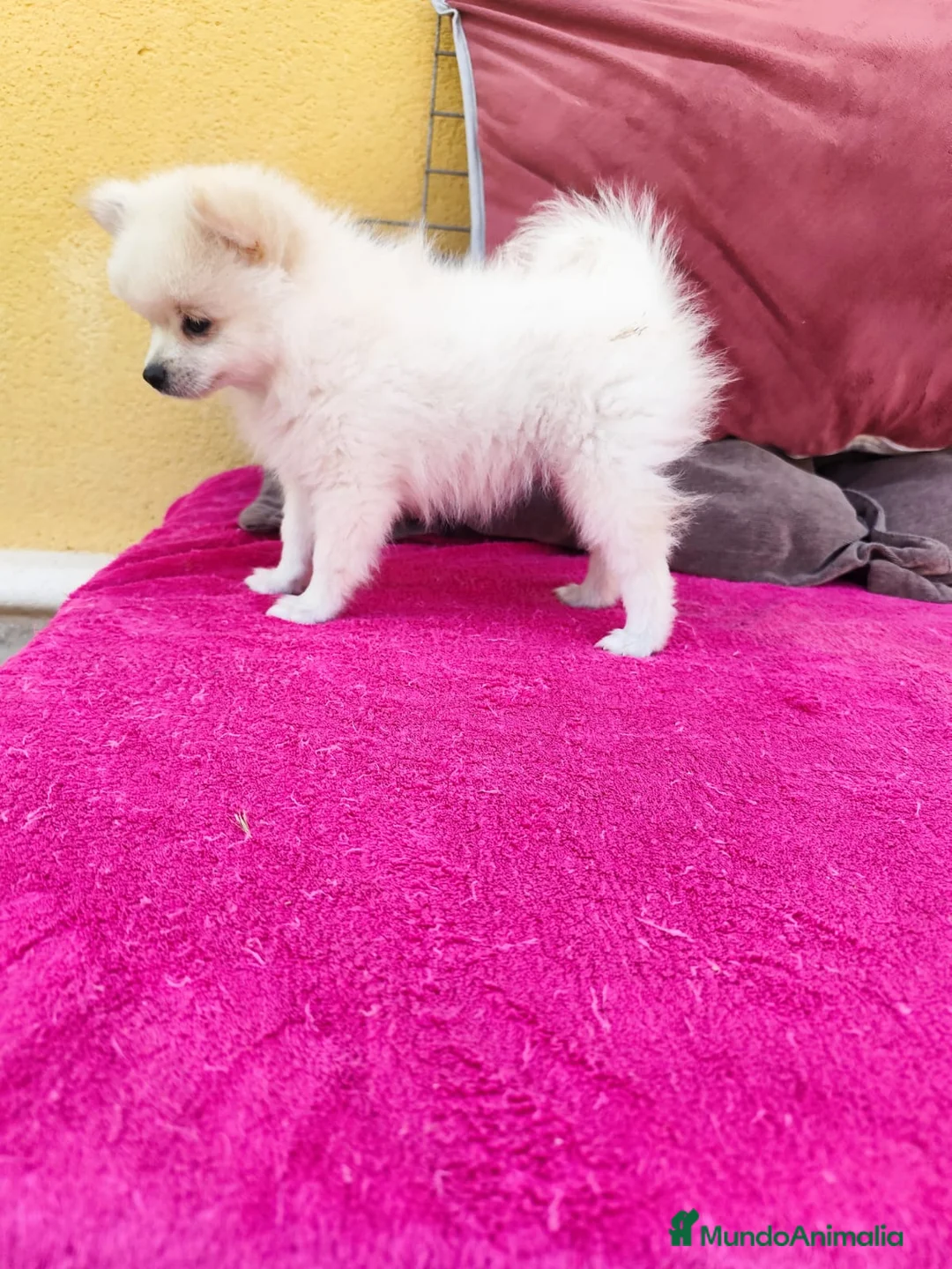 Pomerania perros en venta: Pomerania toy macho blanco  - Anuncio 9