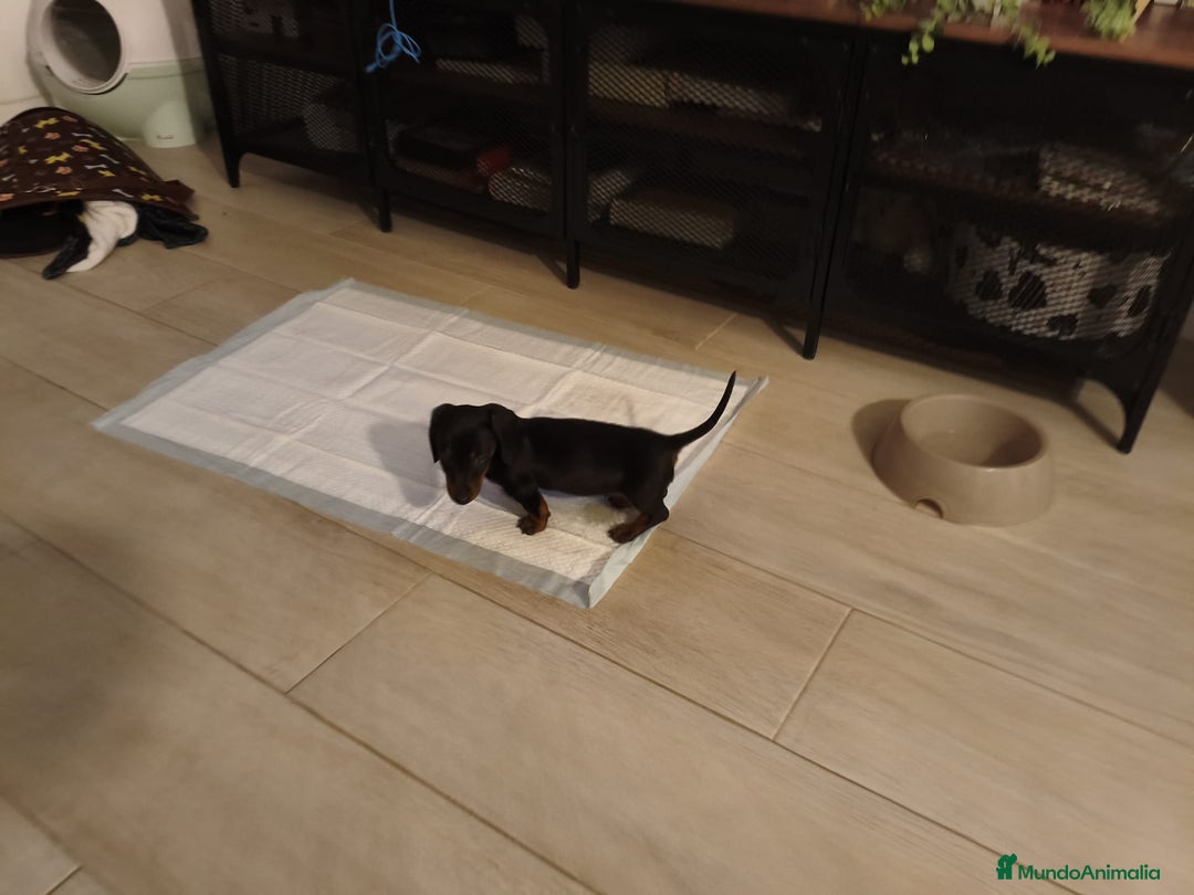 Teckel perros en venta: Cachorrito de teckel  - Anuncio 2