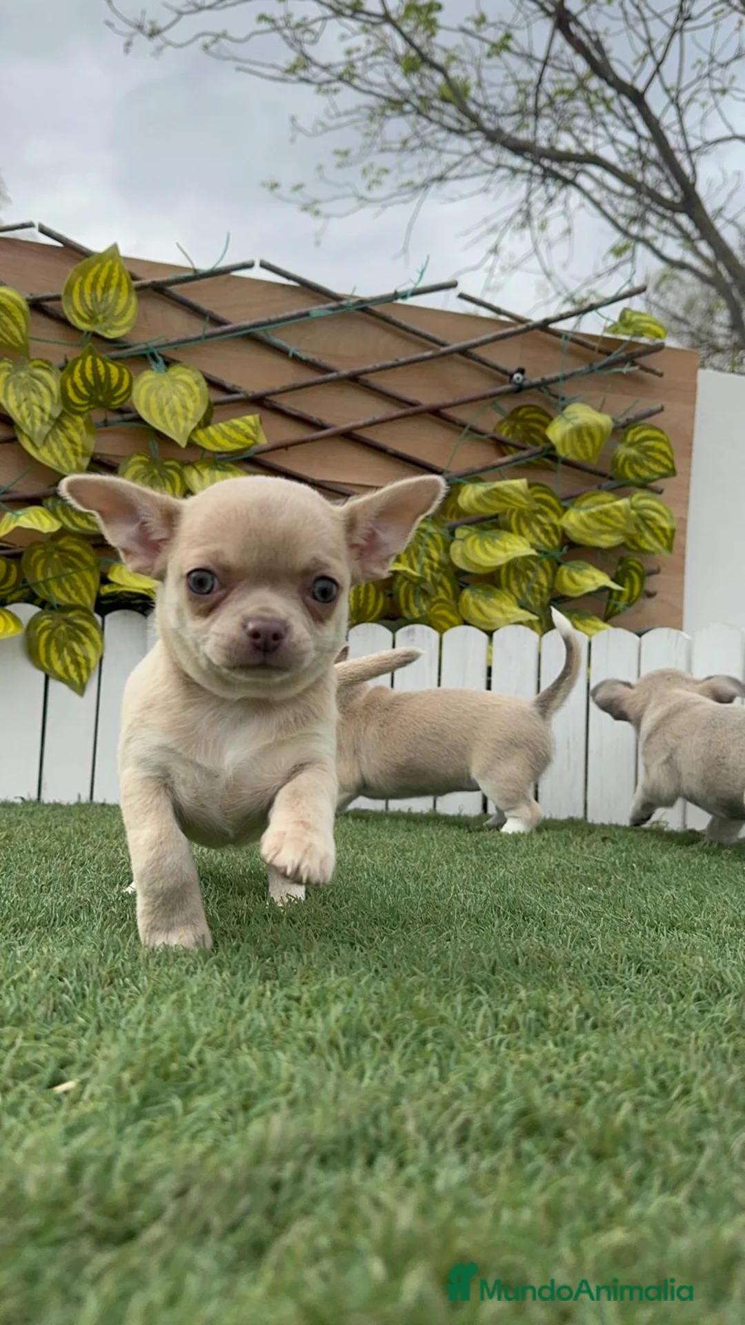 Chihuahua perros en venta: CHIHUAHUA HEMBRA - Anuncio 2