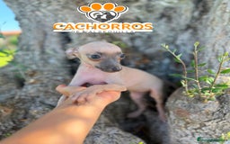 Pequeño Lebrel Italiano perros en venta: Lebrel italiano. Piccolo - Imagen 4