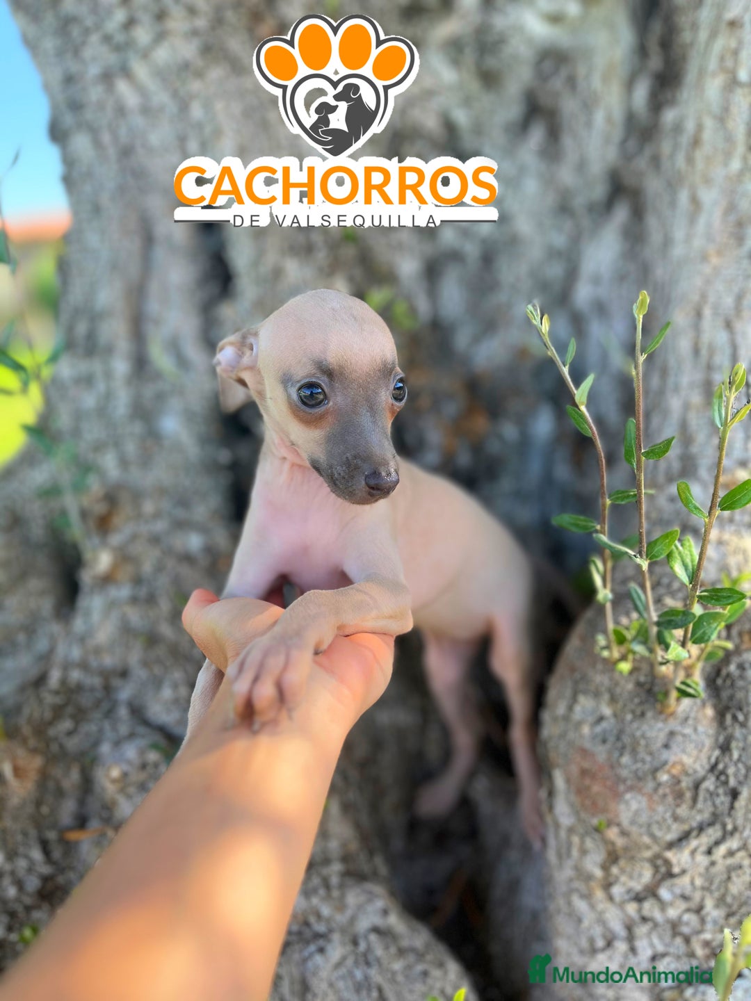 Pequeño Lebrel Italiano perros en venta: Lebrel italiano. Piccolo - Imagen 4