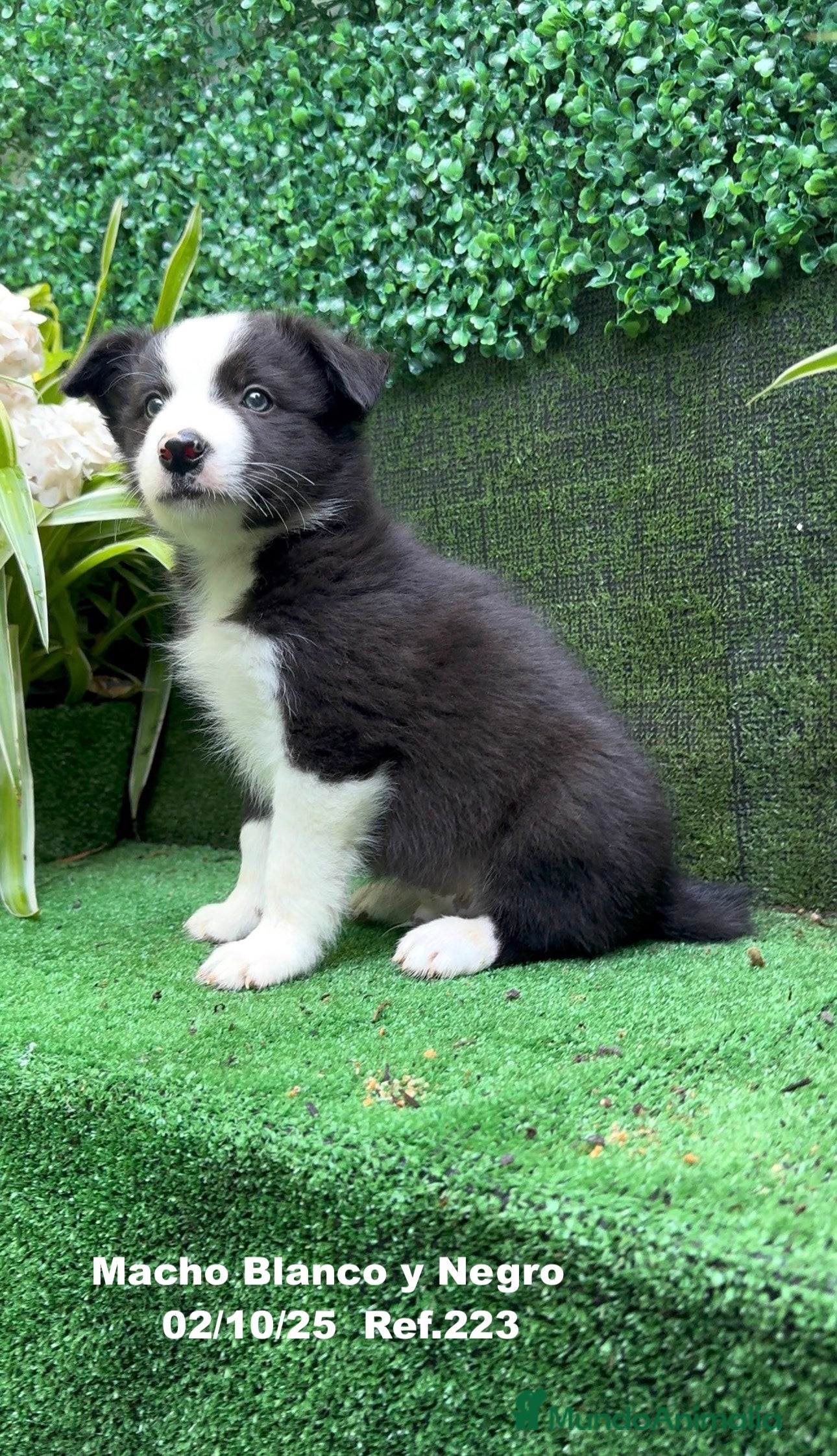 Border Collie perros BORDER COLLIE - Anuncio 2