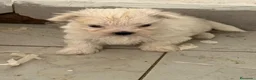 Bichón Maltés perros en venta: Camada Bichon maltes  - Anuncio 5