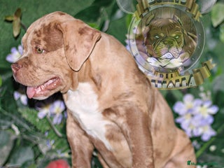 American Bully perros en Sevilla - Anuncio 12