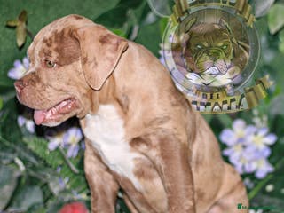 American Bully perros AMERICAN BULLY XL , CRIA PROFESIONAL,SOLO LLAMADAS en Sevilla - Anuncio 4