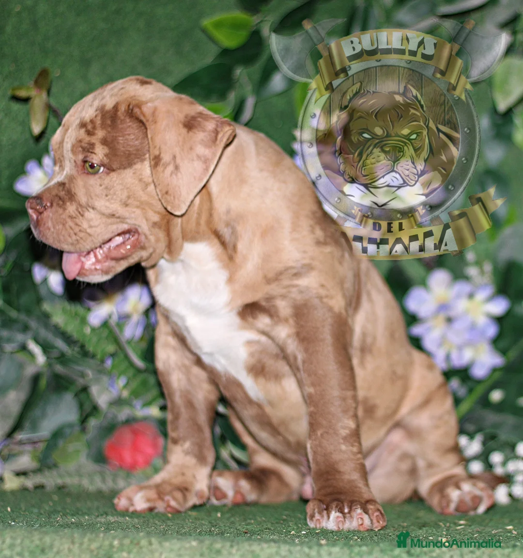 American Bully perros en venta: AMERICAN BULLY XL , CRIA PROFESIONAL,SOLO LLAMADAS en Sevilla - Anuncio 1
