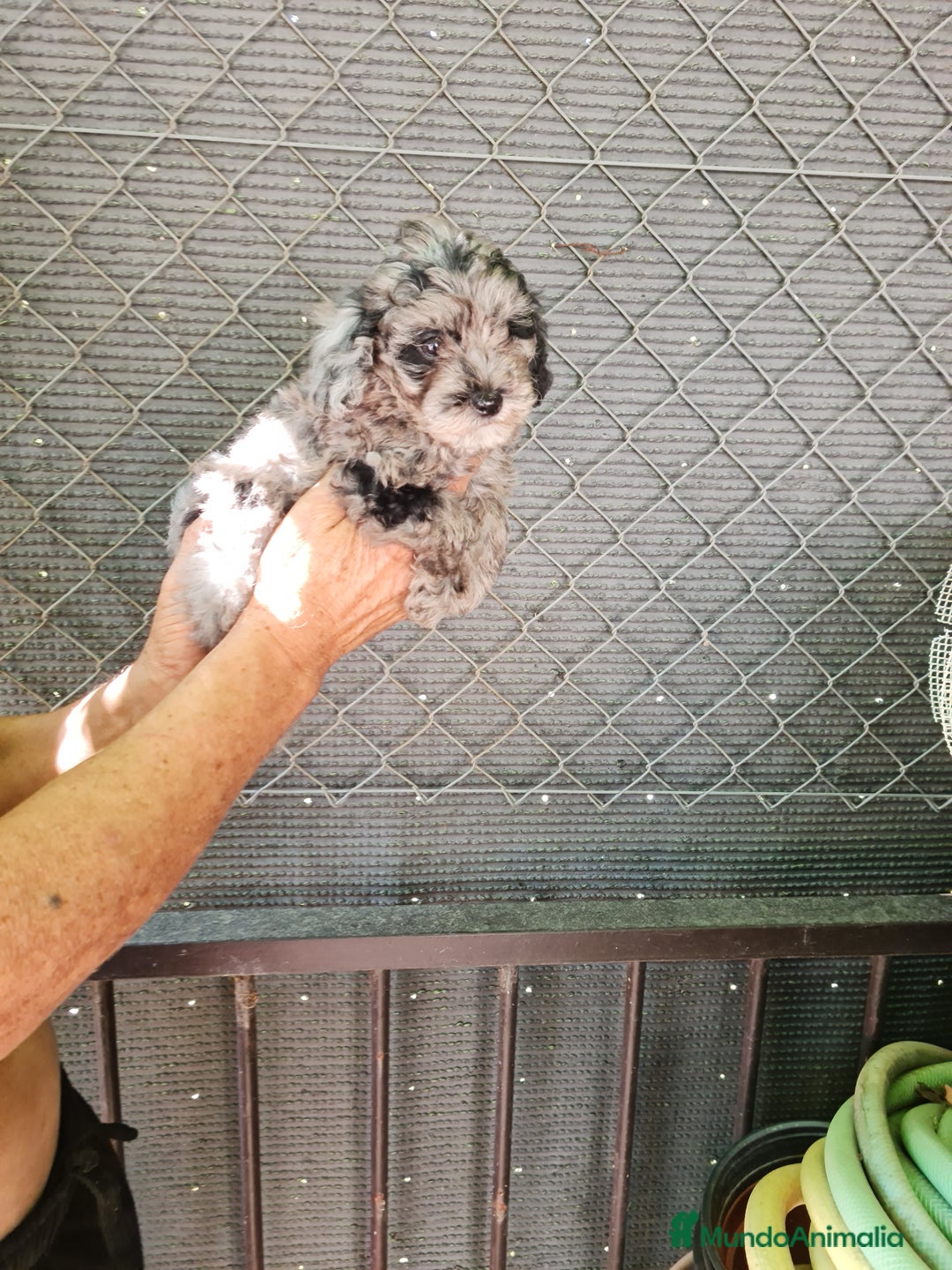 Caniche Toy perros en venta: Caniche toy  - Imagen 4