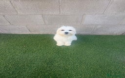 Bichón Maltés perros en venta: Bichon maltes - Imagen 8