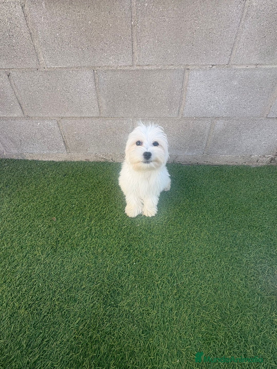 Bichón Maltés perros en venta: Bichon maltes - Imagen 8