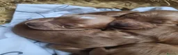 Cockapoo perros en venta: Cockapoo - Anuncio 8