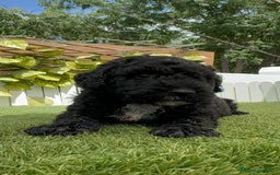 Perro de Agua Español perros en venta: PERRO DE AGUA ESPAÑOL - Imagen 3