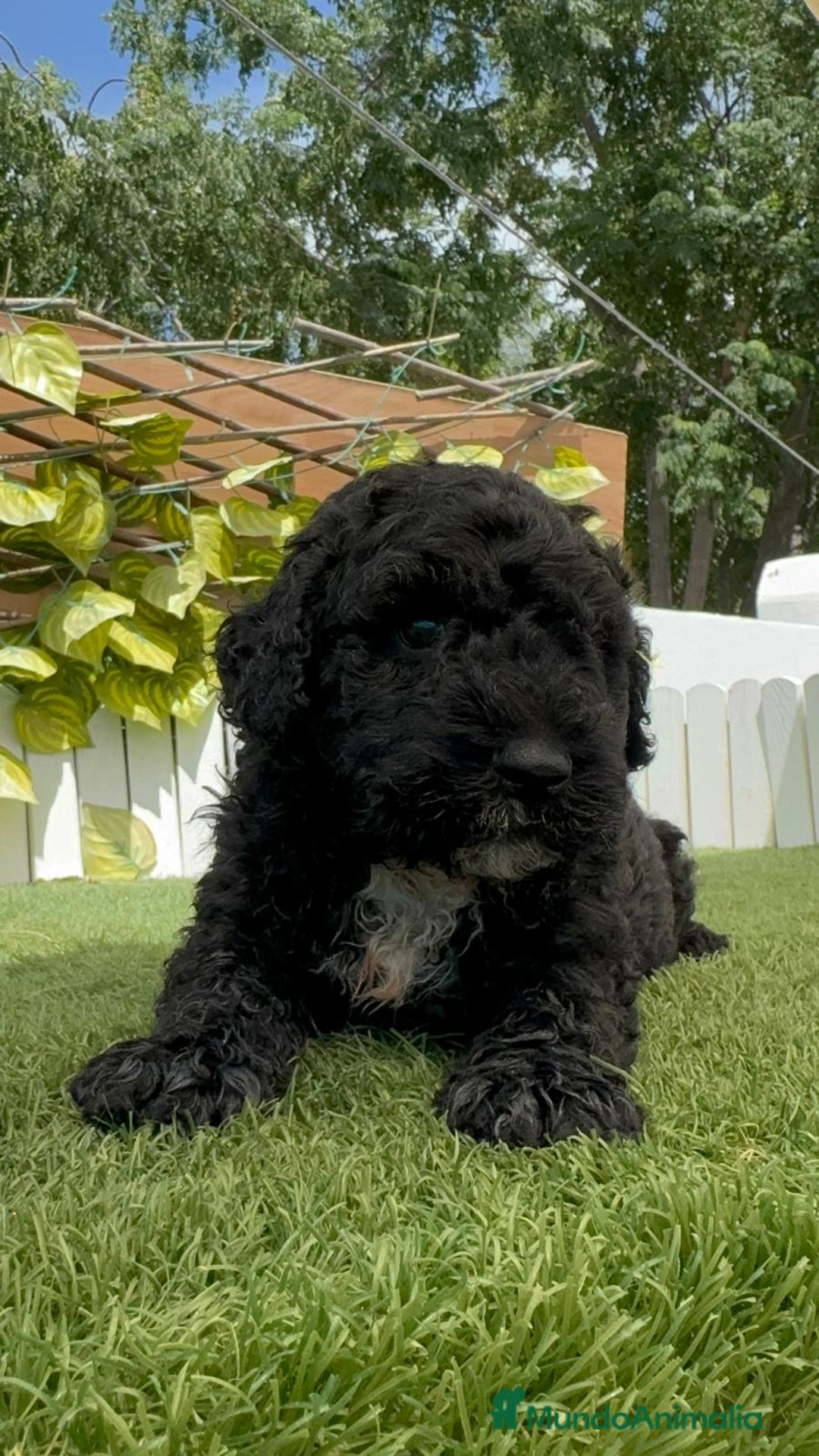 Perro de Agua Español perros en venta: PERRO DE AGUA ESPAÑOL - Imagen 3