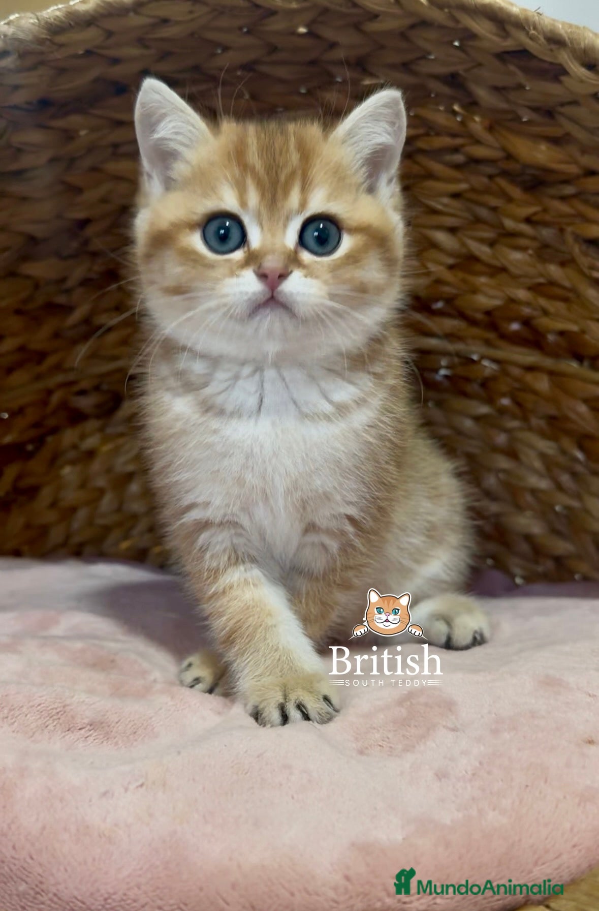 Británico de Pelo Corto gatos Preciosos machitos British Shorthair  - Anuncio 6