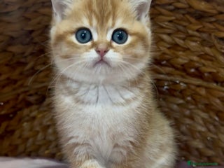 Británico de Pelo Corto gatos Preciosos machitos British Shorthair - Anuncio 1