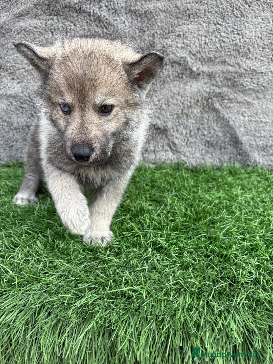 Husky Siberiano perros en venta: Macho de Husky siberiano agouti ojo azul  - Anuncio 3