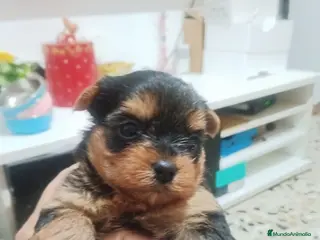 Yorkshire Terrier perros Yorkshire hembra disponible - Anuncio 1