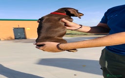 Teckel Miniatura perros en venta: Cachorro Teckel miniatura - Imagen 3
