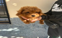 Caniche Toy perros en venta: Caniche toy - Imagen 2