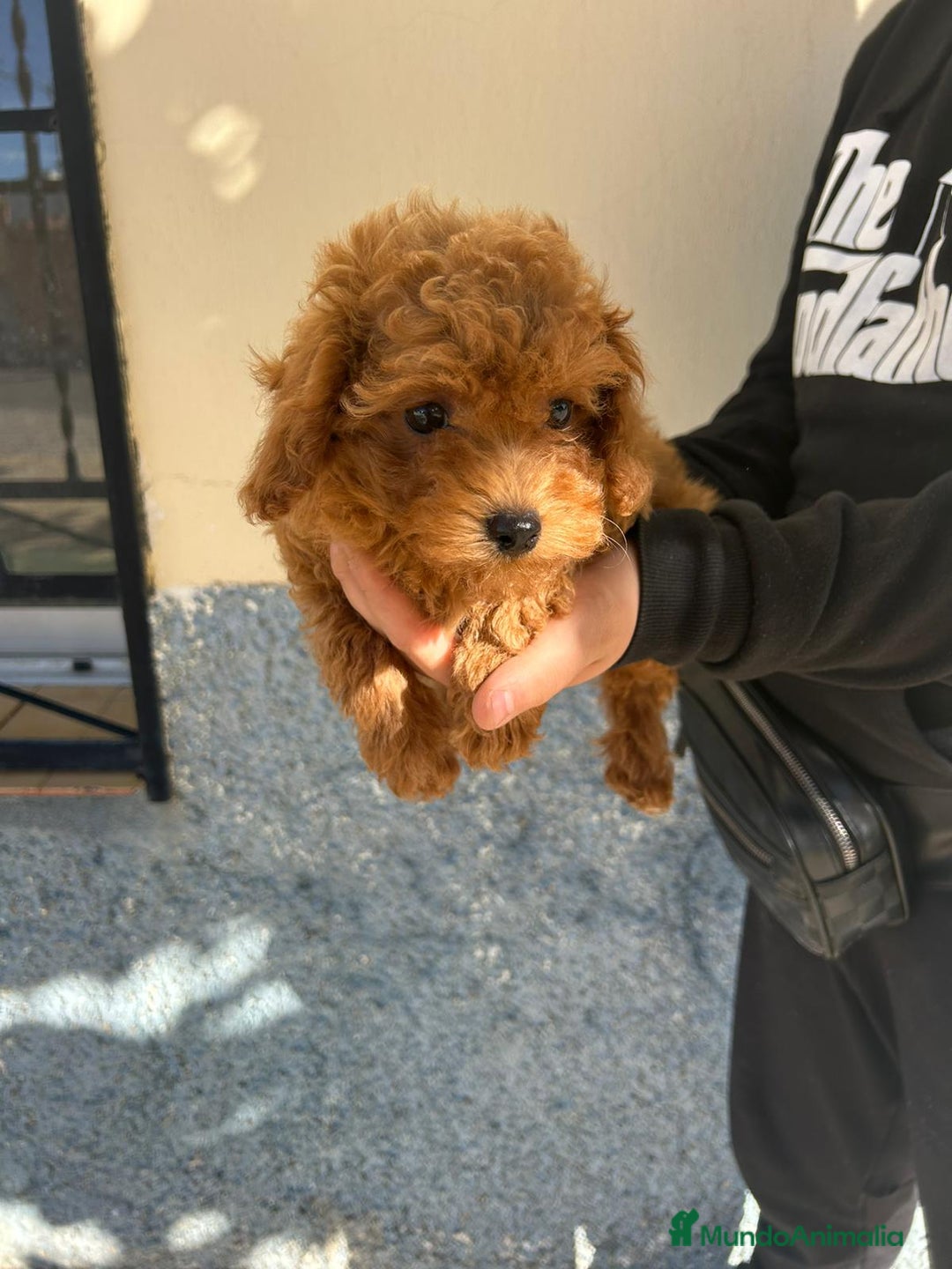 Caniche Toy perros en venta: Caniche toy - Imagen 2