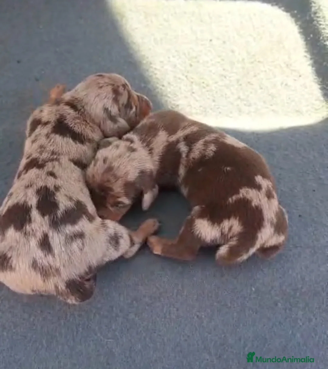 Teckel perros en venta: Teckel kanichen Hembras - Anuncio 6