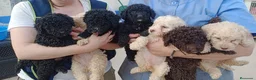Perro de Agua Español perros en venta: Preciosos cachorros de Perro de Agua - Anuncio 23