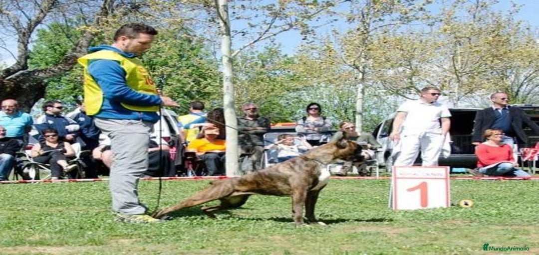 Imagen de galería {{count}}