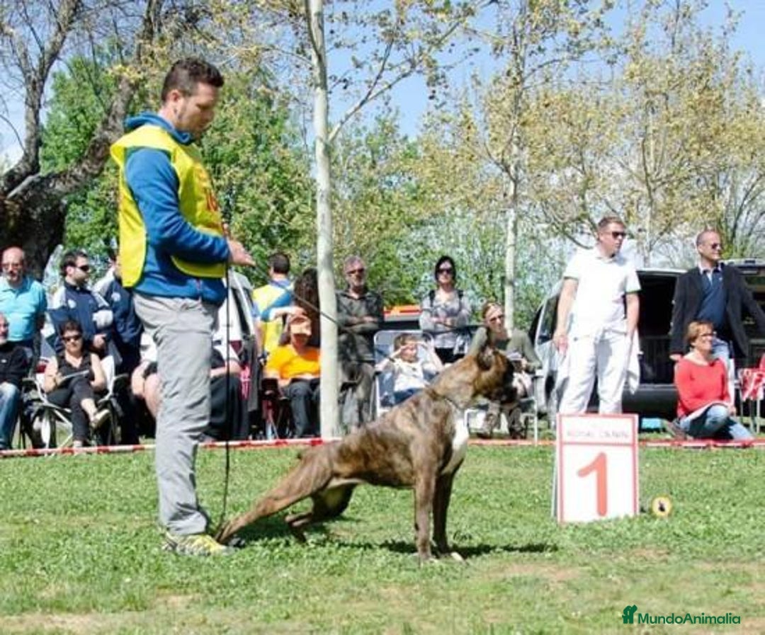 Imagen de galería {{count}}