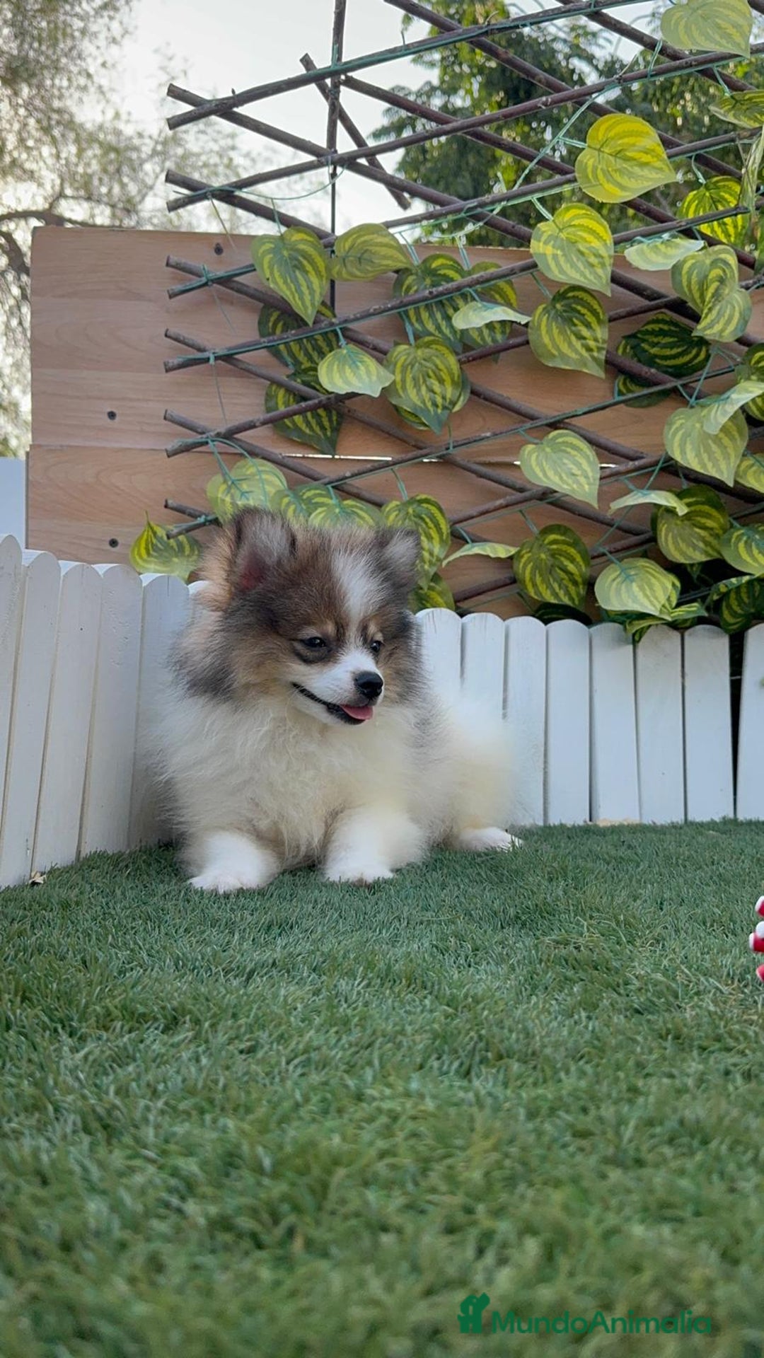 Pomerania perros en venta: POMERANIA MACHO. PRECIO REAL. Envio a toda España. - Imagen 7