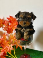 Yorkshire Terrier perros en Badajoz - Anuncio 5