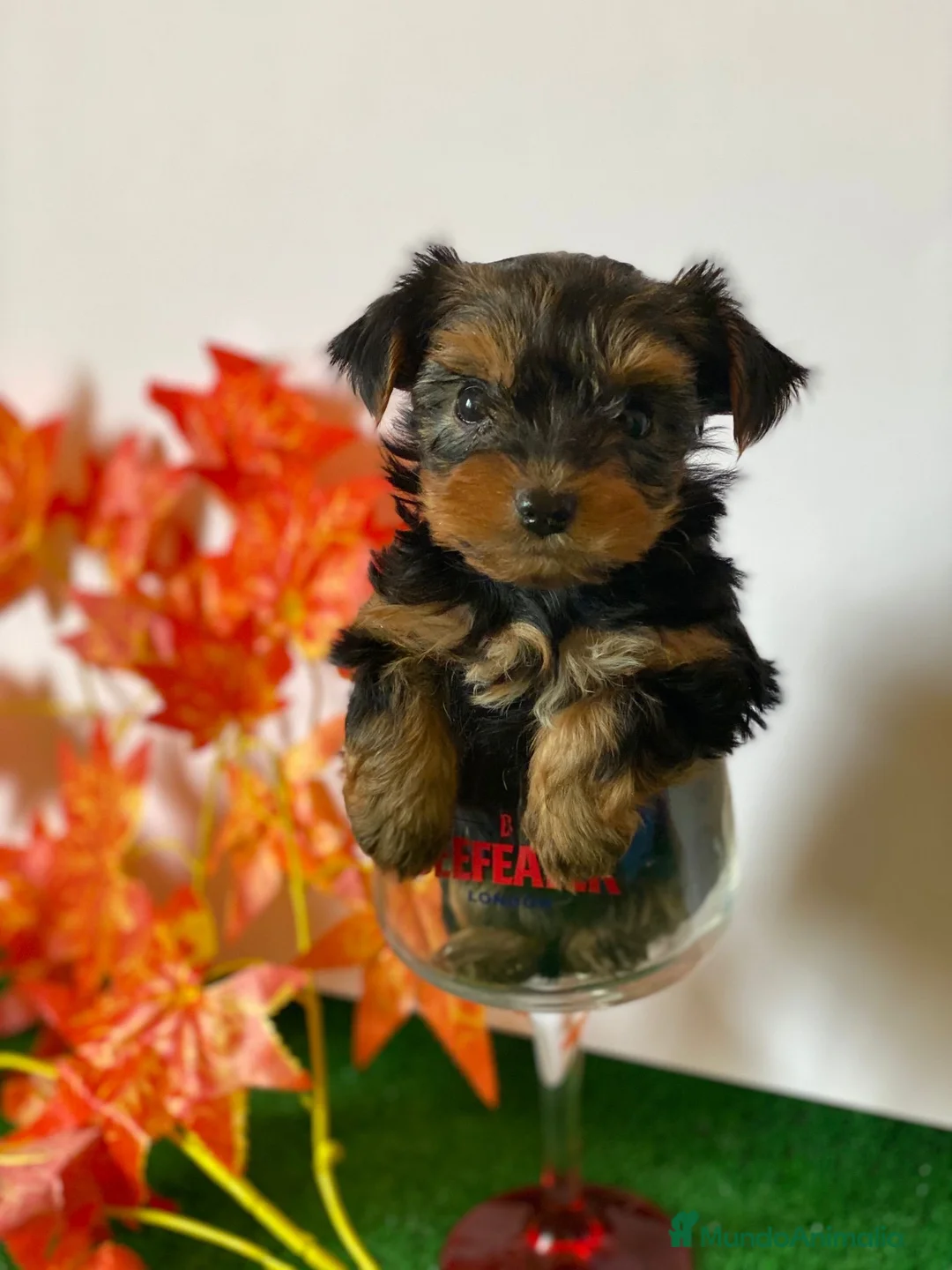 Yorkshire Terrier perros en venta: YORKSHIRE TOY //// DISPONIBLES !!!! en Badajoz - Anuncio 3