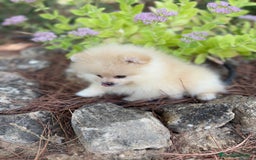 Pomerania perros en venta: Pomerania Toy Hembra  - Imagen 4