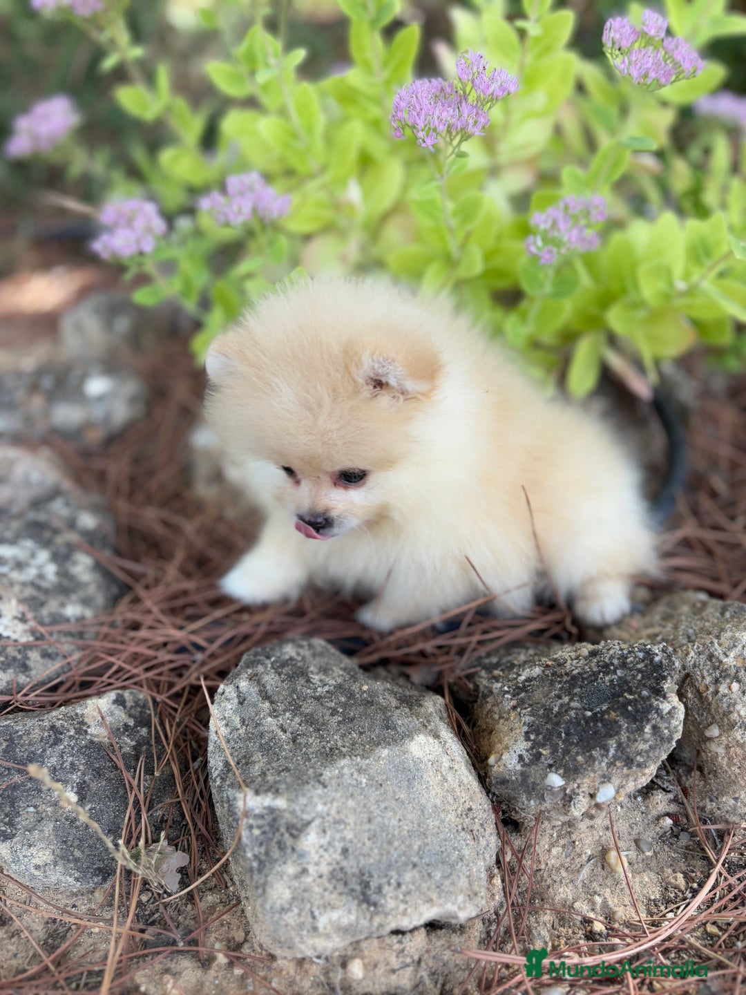 Pomerania perros en venta: Pomerania Toy Hembra  - Imagen 4