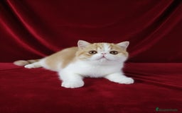Exótico de Pelo Corto gatos en venta: 🐯 EXOTIC SHORTHAIR RED TABBY & WHITE - Anuncio 5