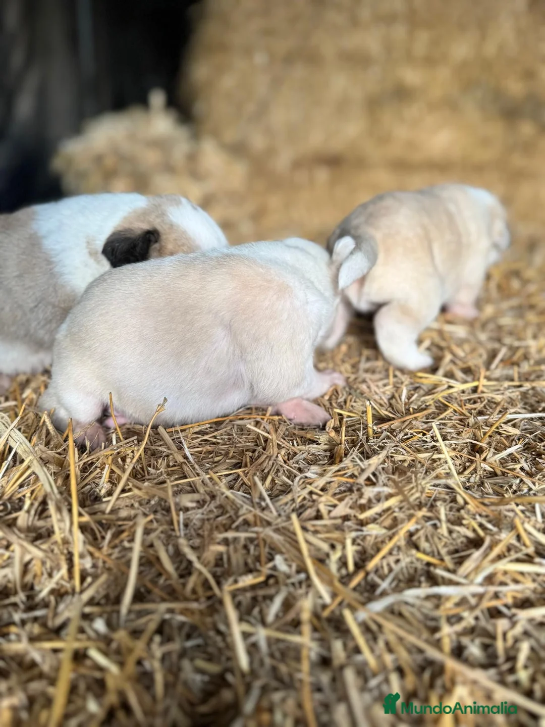 Mastín Español perros en venta: MASTIN ESPAÑOL - Anuncio 19