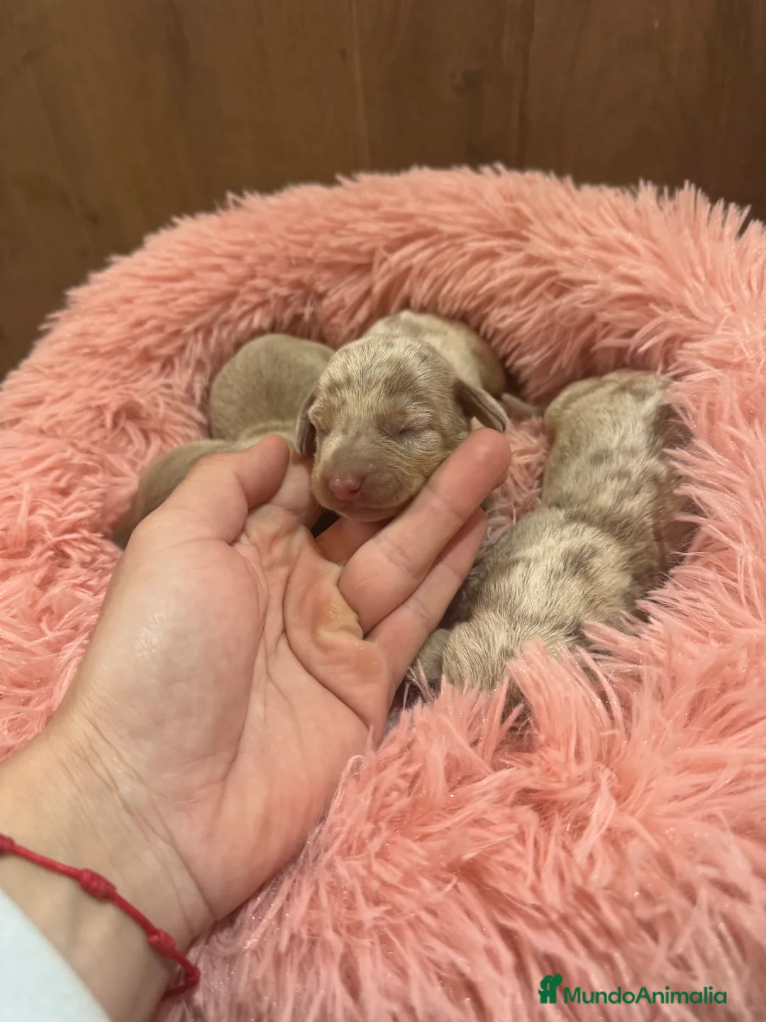 Teckel Miniatura perros en venta: teckel arlequin isabela  - Anuncio 7