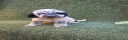 Perro de Agua Español perros en venta: Perro de aguas español - Anuncio 13