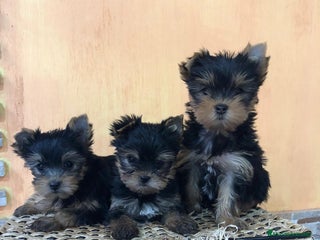 Yorkshire Terrier perros Yorkshire toy - Anuncio 2